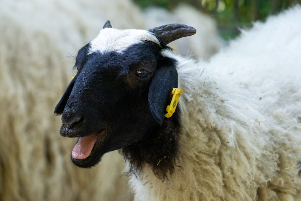 ein schwarz-weißes Schaf mit einer gelben Marke am Ohr