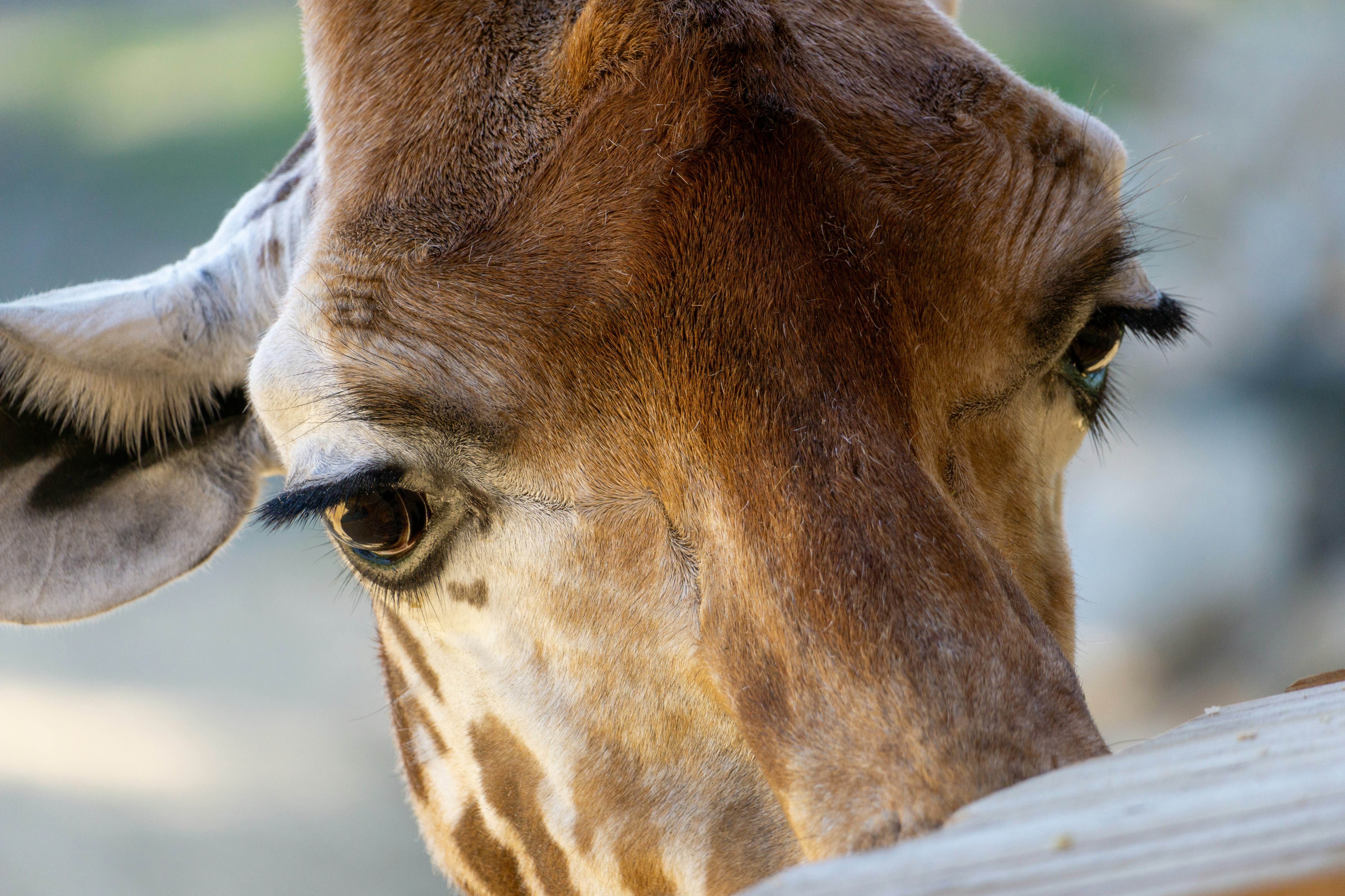 Photo by robertschwarz