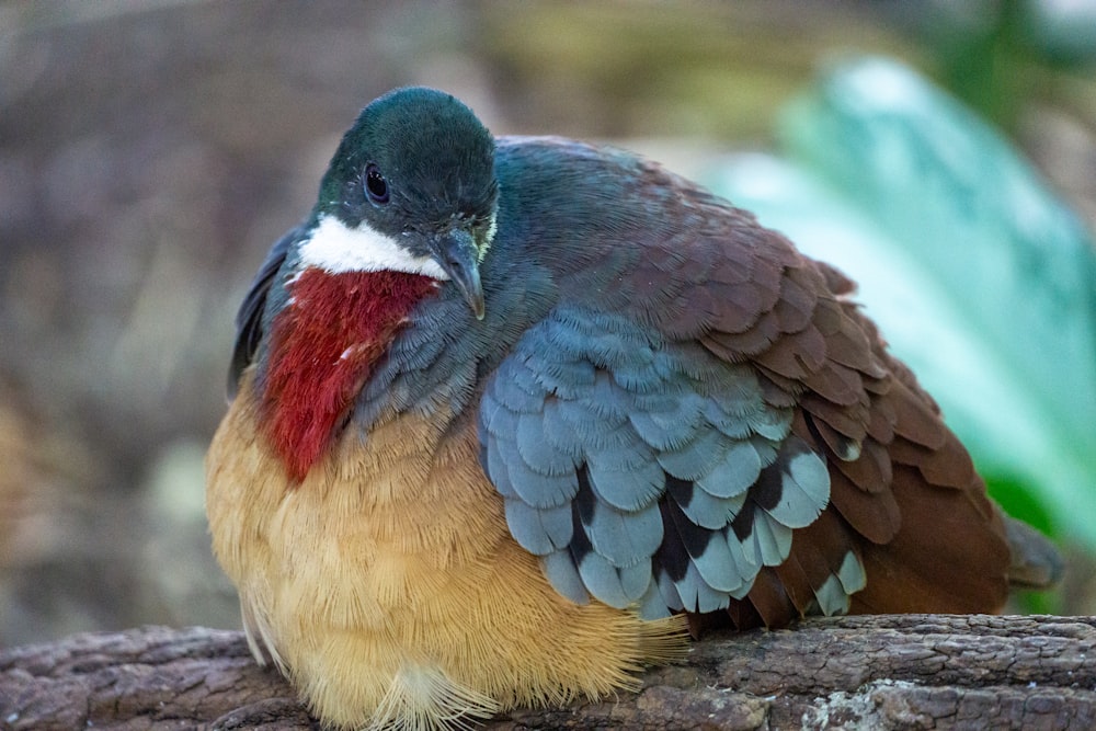 a colorful bird sitting on top of a tree branch