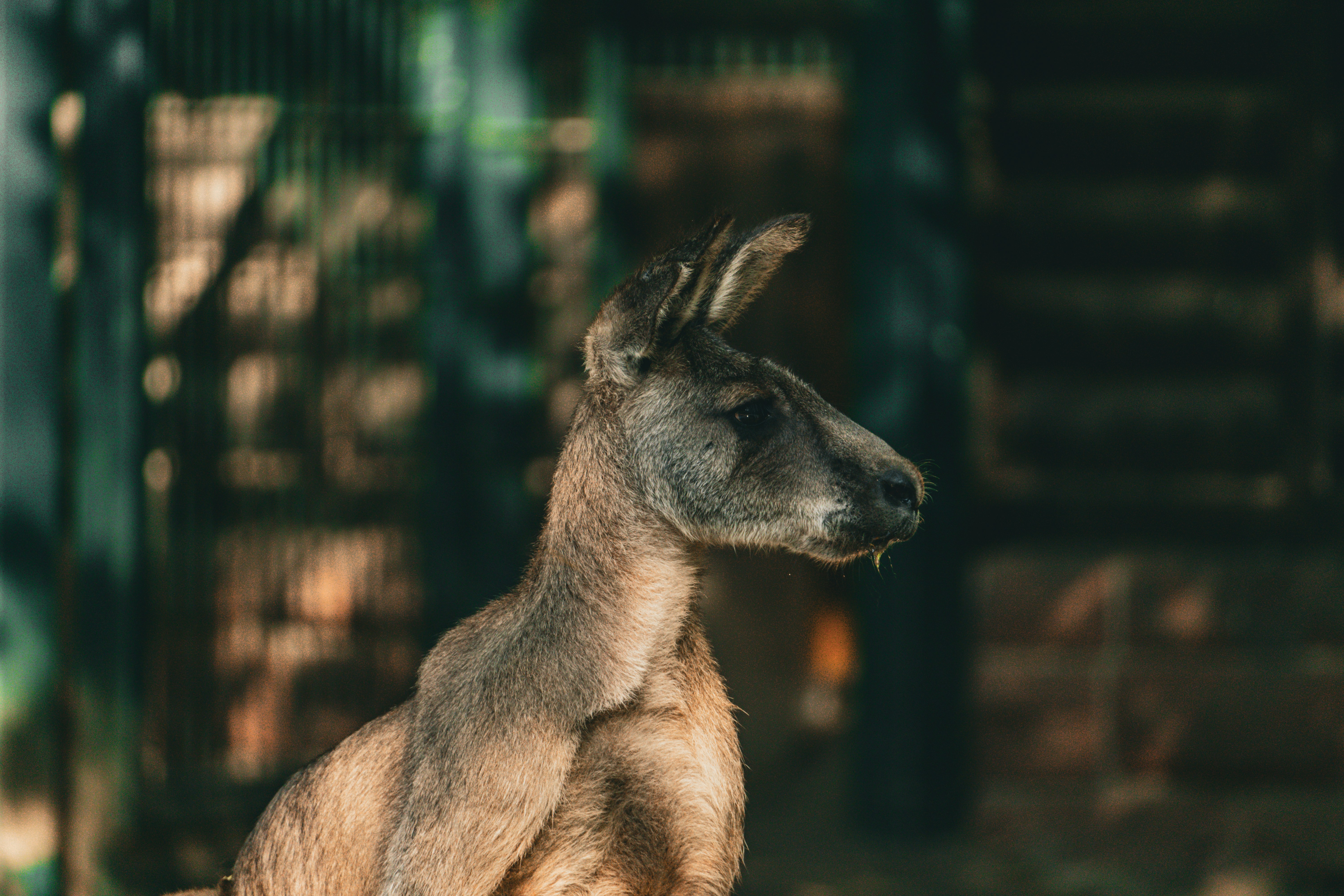 Photo by robertschwarz