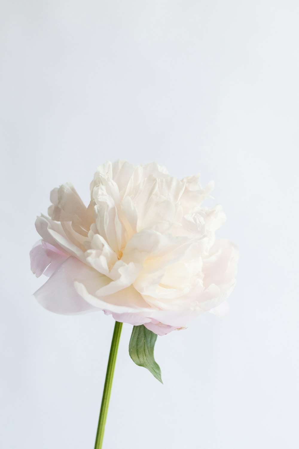 a large white flower is in a vase