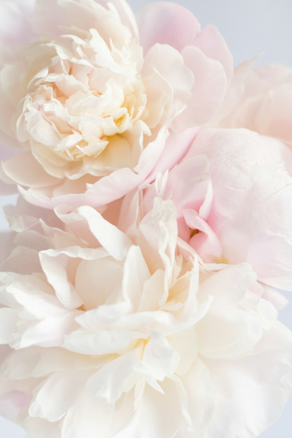 a close up of a pink and white flower