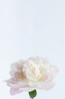 A delicate watercolor painting of pink peonies on a white background.