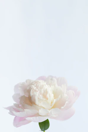 A delicate watercolor painting of pink peonies on a white background.