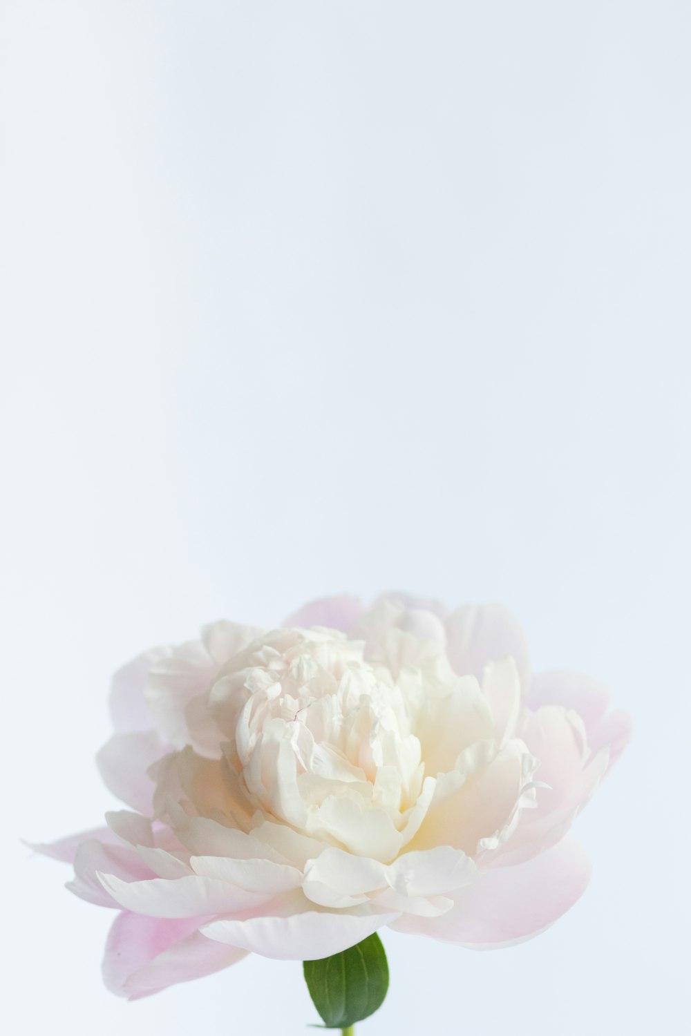 a white and pink flower in a vase