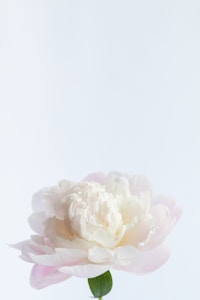 Blush Peony Cluster