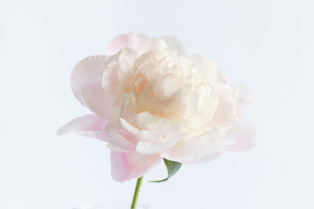 a single white peony in a glass vase