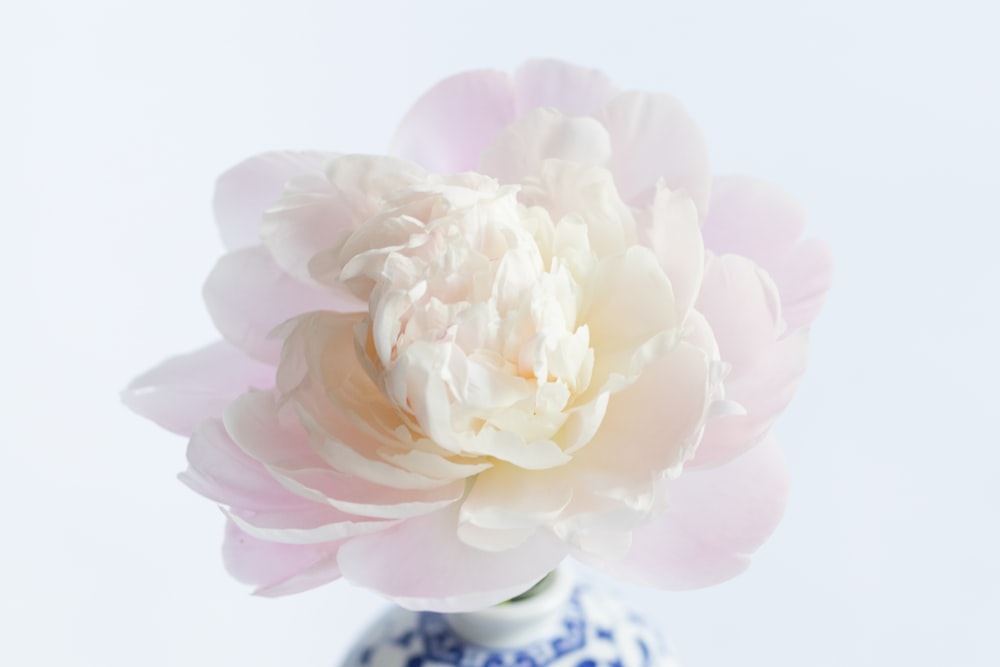 a white and pink flower in a blue and white vase