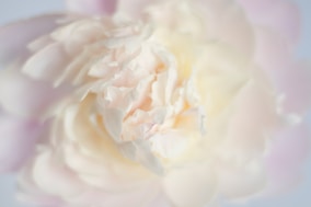 a close up of a pink and white flower
