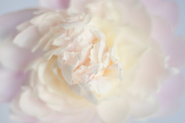 a close up of a pink and white flower