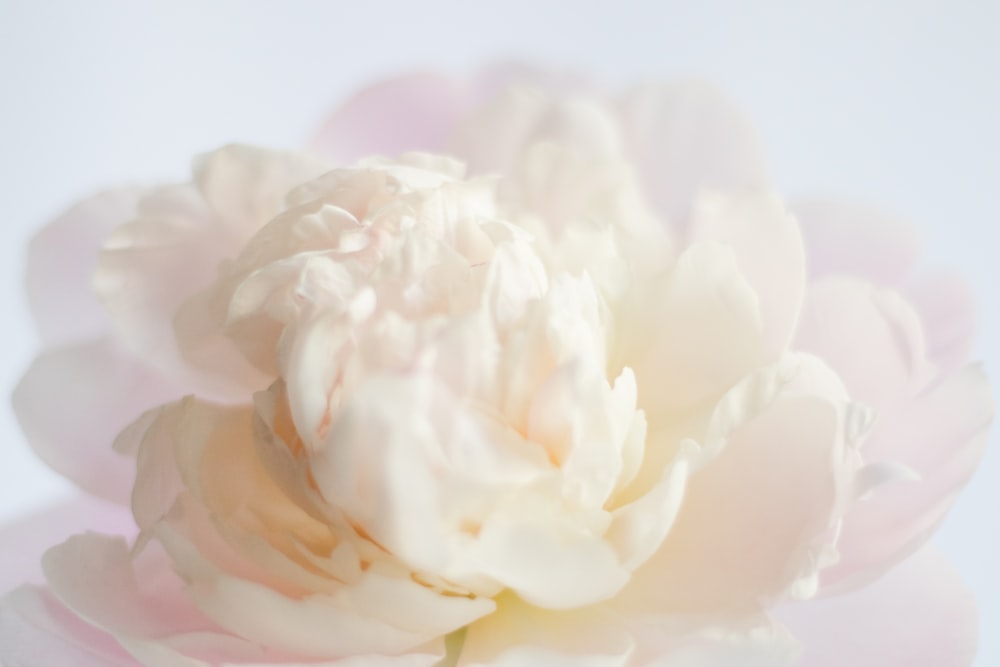 a close up of a white flower on a white background