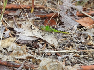 A green dragonfly rests among a bed of dry, fallen leaves and twigs. The dragonfly's delicate wings are visible, blending slightly with the earthy background.