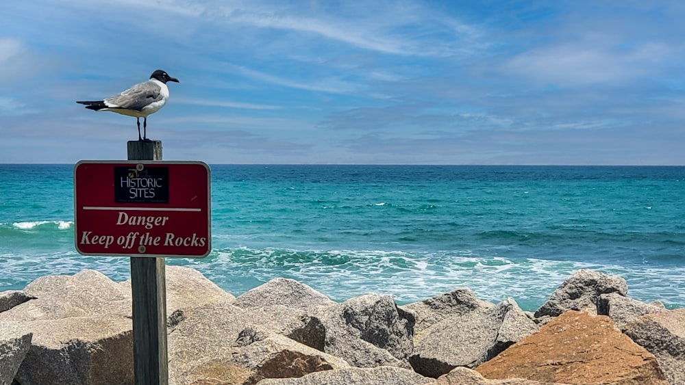 a seagull sitting on top of a sign next to the ocean