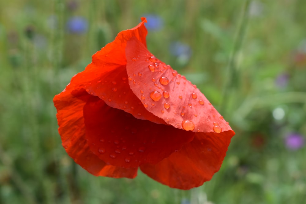 a red flower with water droplets on it