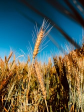 A close-up of golden wheat fields under a clear blue sky, symbolizing quality and growth.
