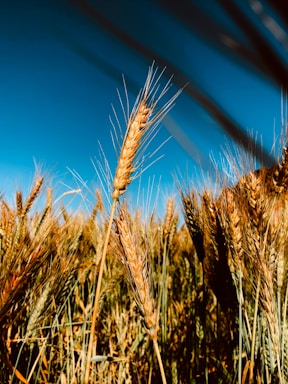 A close-up of a farmer holding grains in a sunlit field.