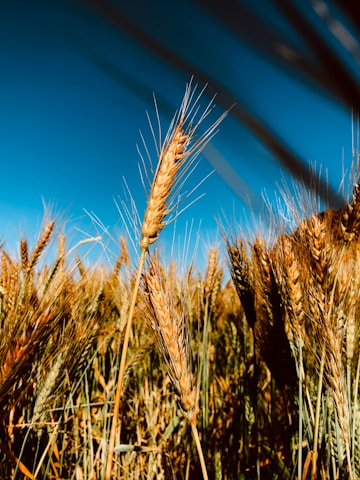 A close-up of golden grains in a farmer’s hands with a bright, clear sky in the background symbolizing trust and authenticity.