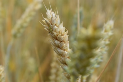 Close-up of golden organic wheat grains in a rustic basket on a wooden table