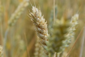 Close-up view of a wheat stalk with its ripe, golden grains set against a blurred background of other wheat plants, creating a warm and earthy atmosphere.