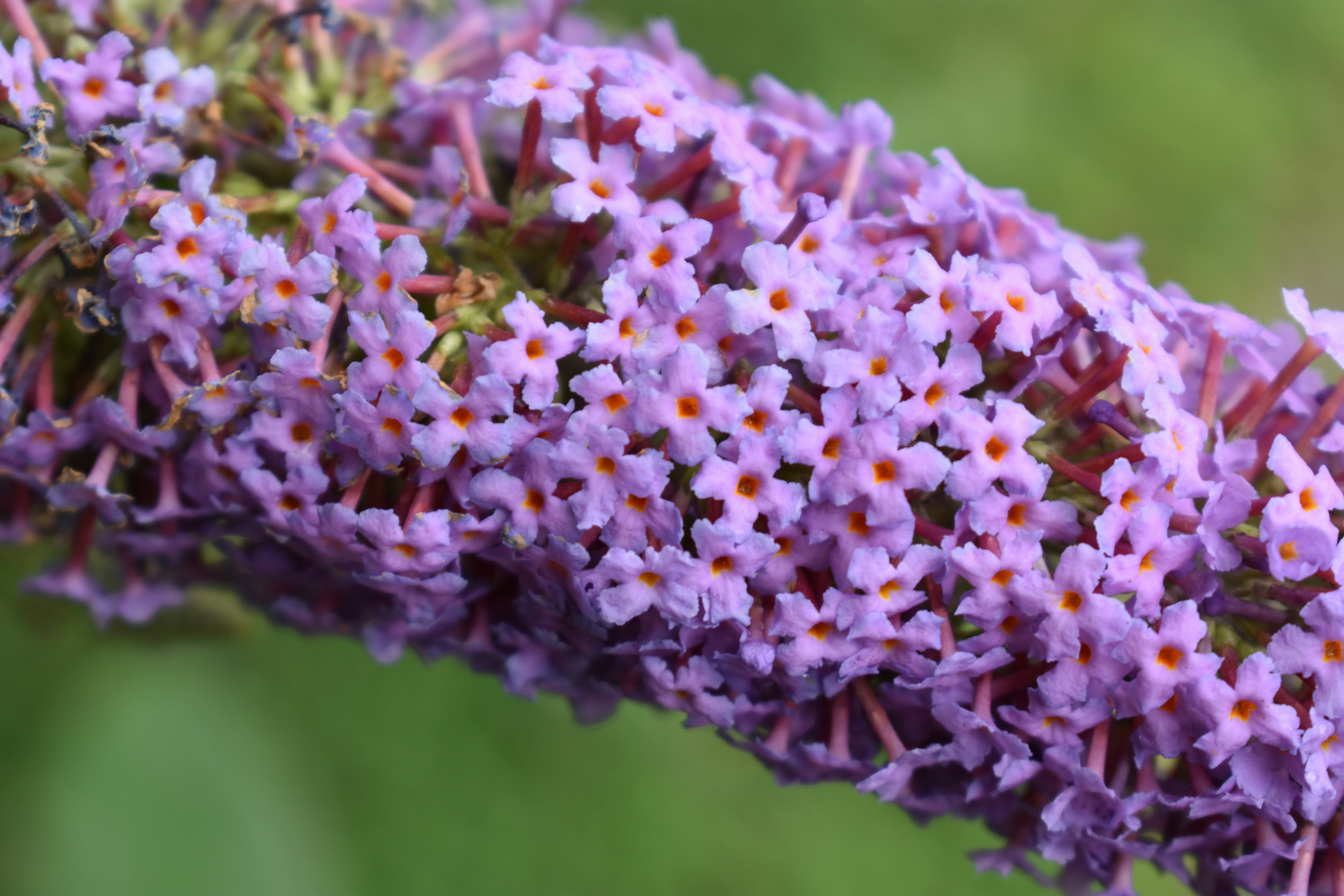 a close up of a bunch of purple flowers