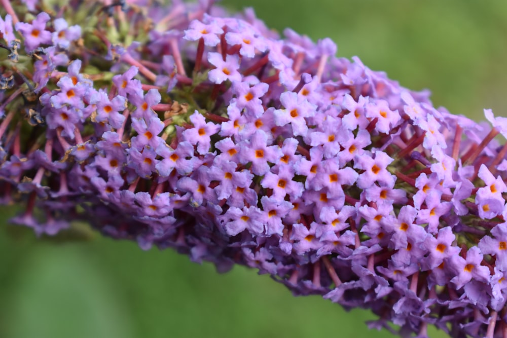 a close up of a bunch of purple flowers