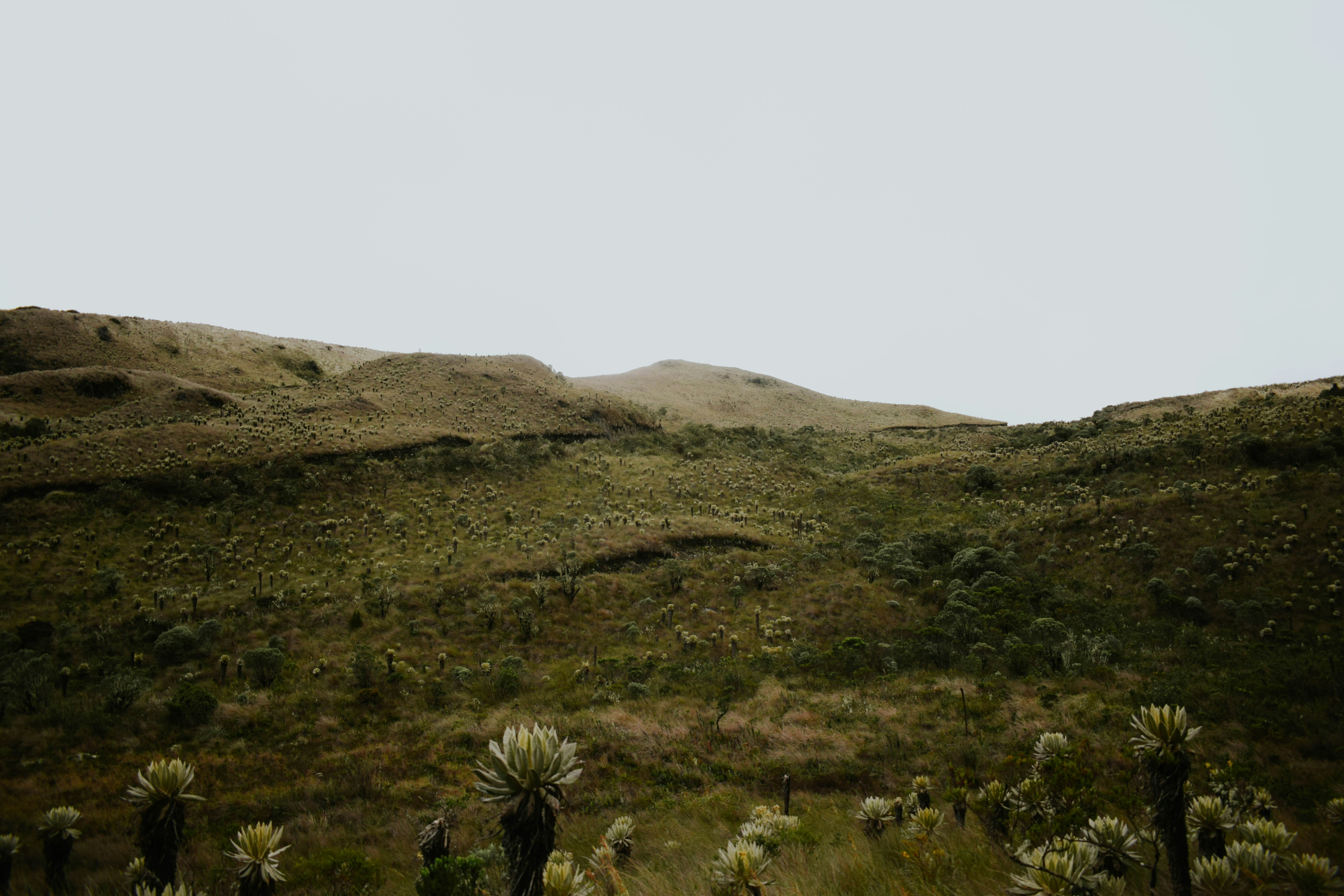 Photo by davidguillen