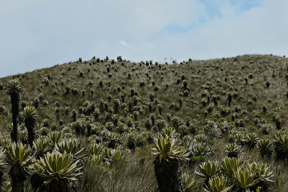 a large group of cactus trees on a hill