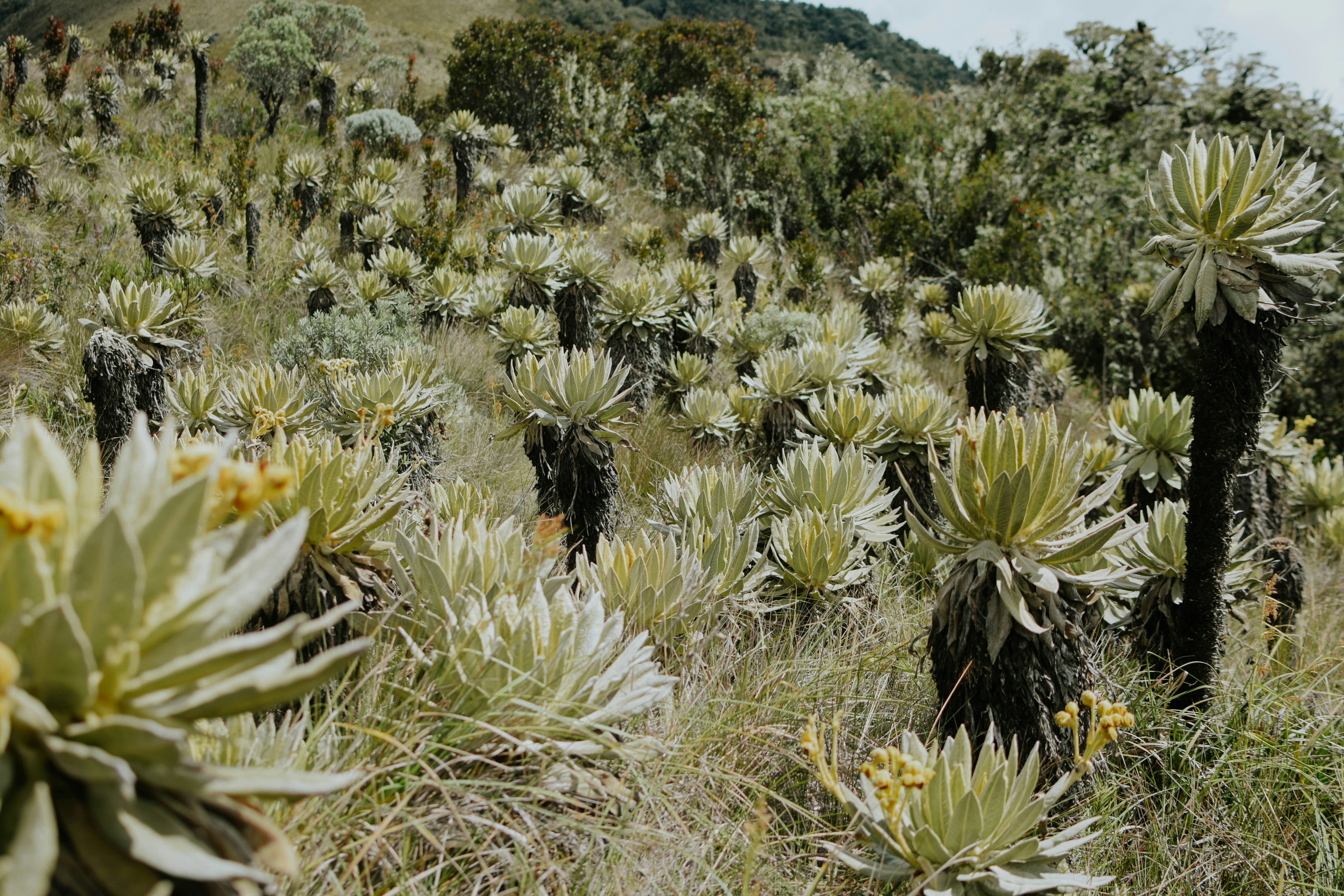 Photo by davidguillen