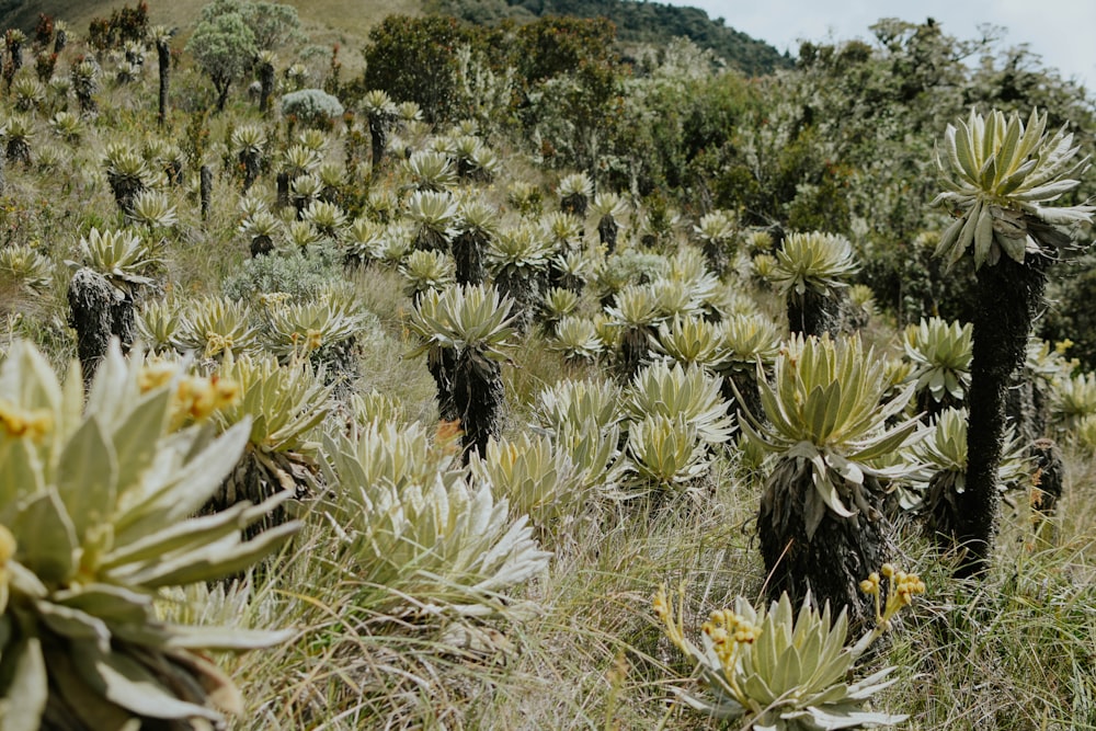 a large group of cactus plants in a field