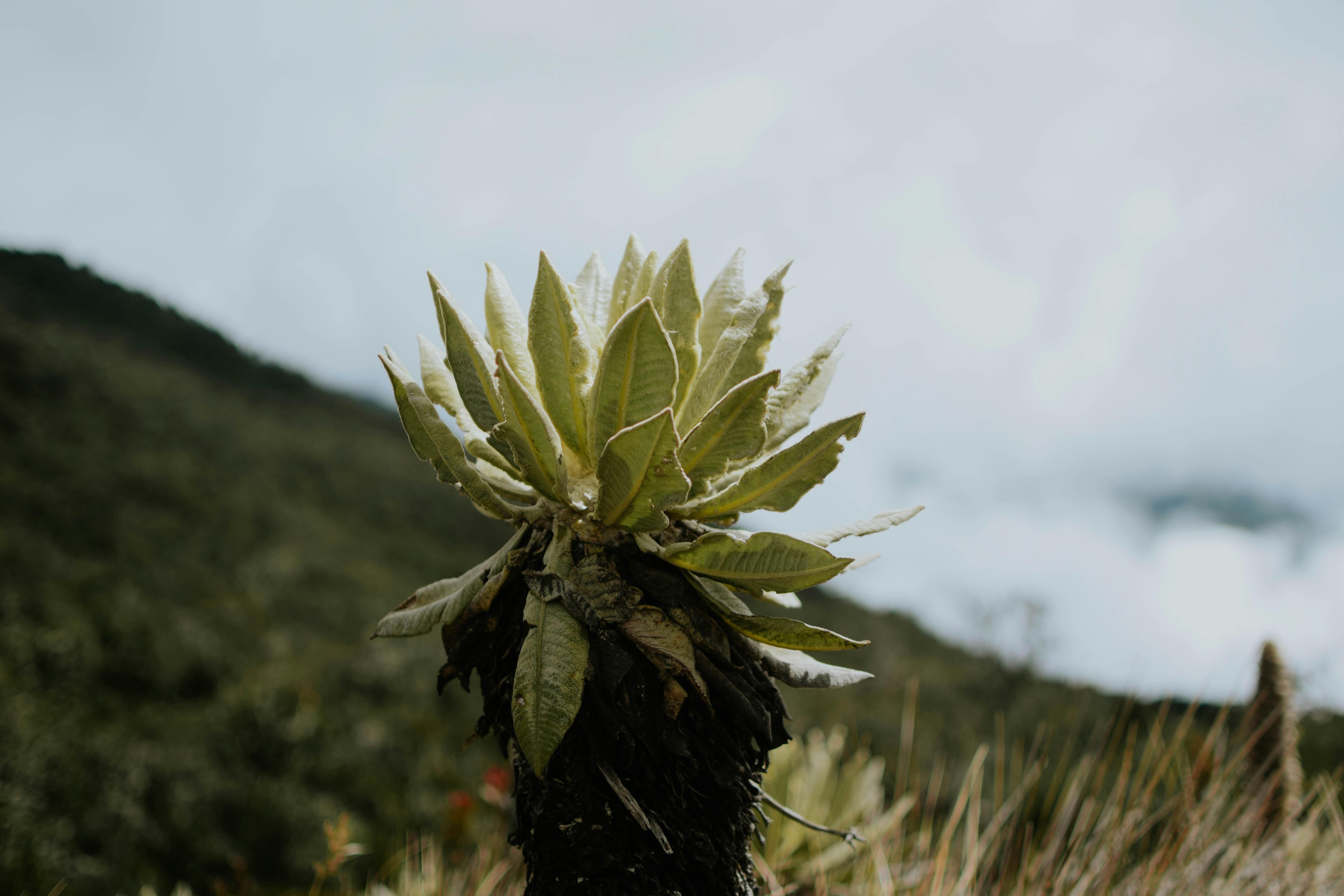 a small plant with a lot of leaves on top of it