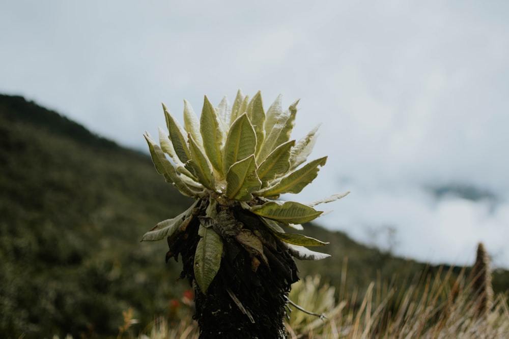 a small plant with a lot of leaves on top of it