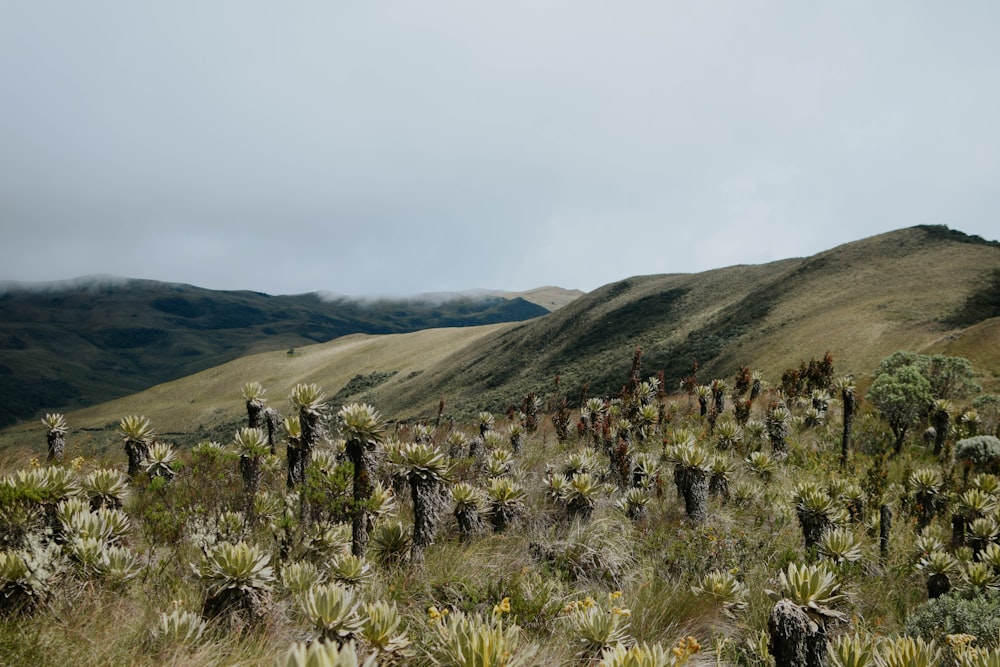 a field of cactus plants with mountains in the background