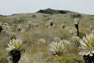 a field of plants with a mountain in the background