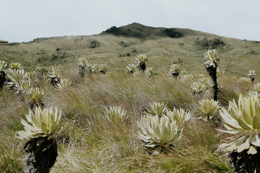 a field of plants with a mountain in the background