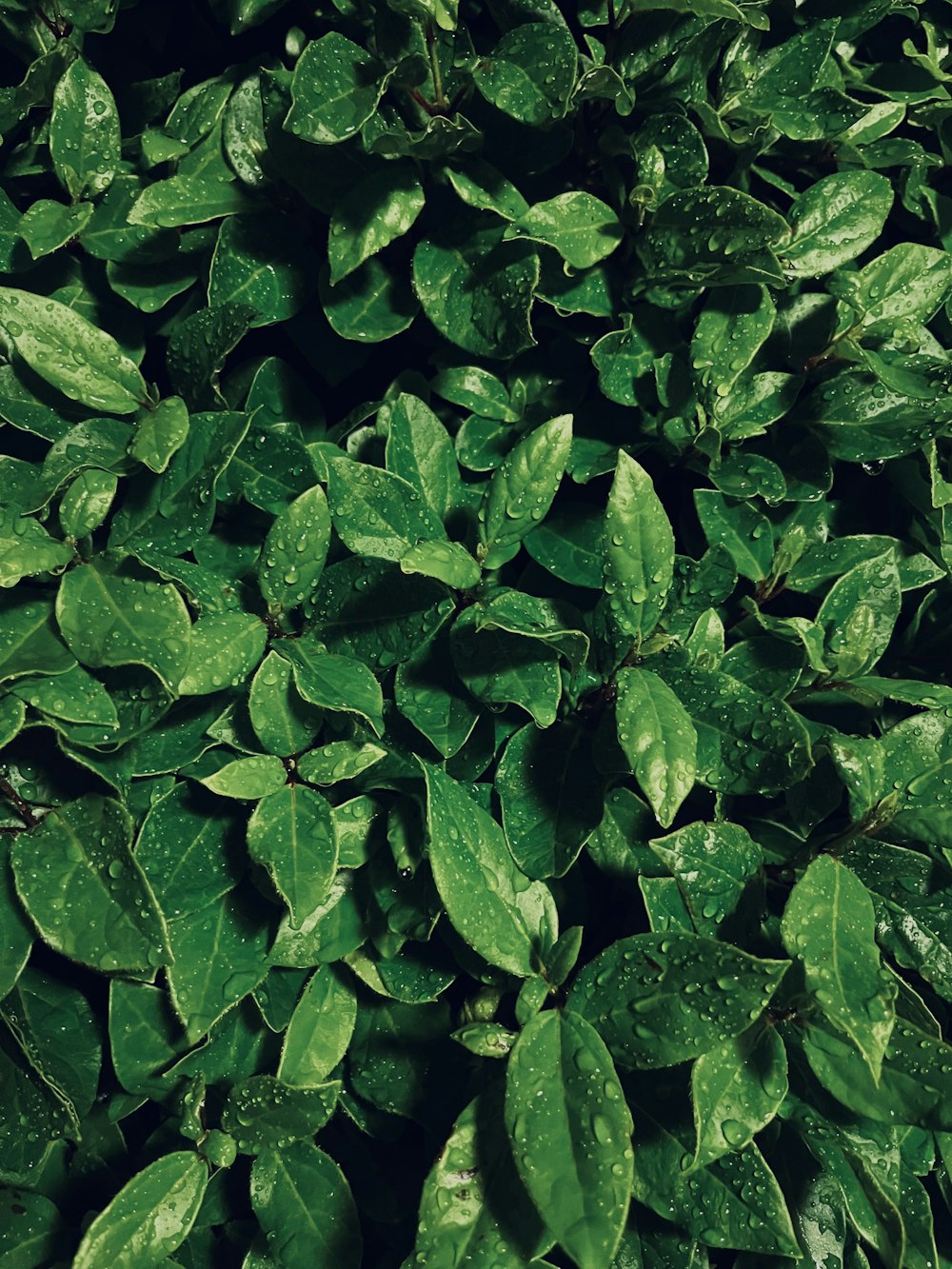 a close up of a bush with green leaves