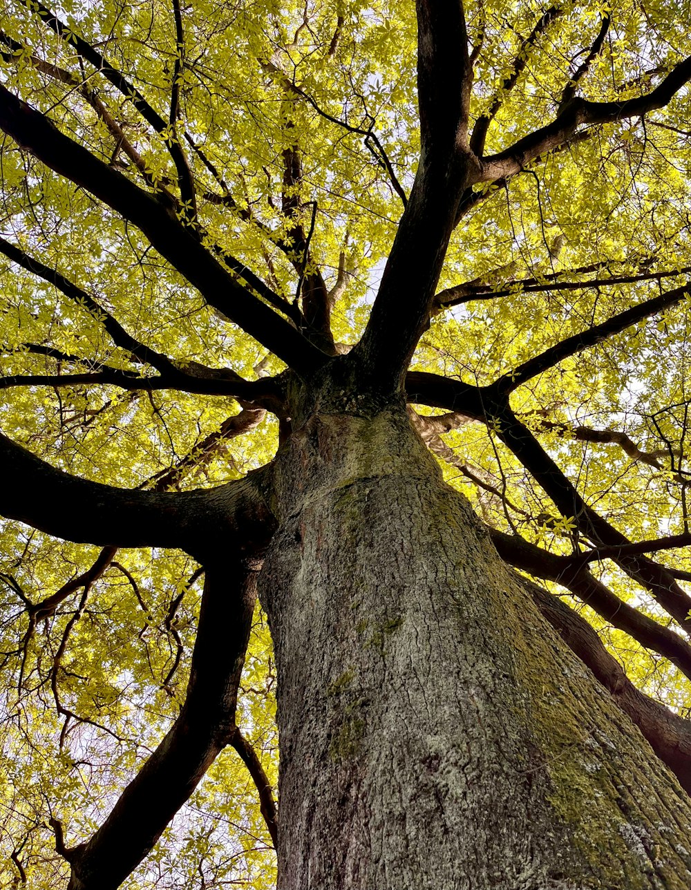 a tall tree with lots of leaves on it