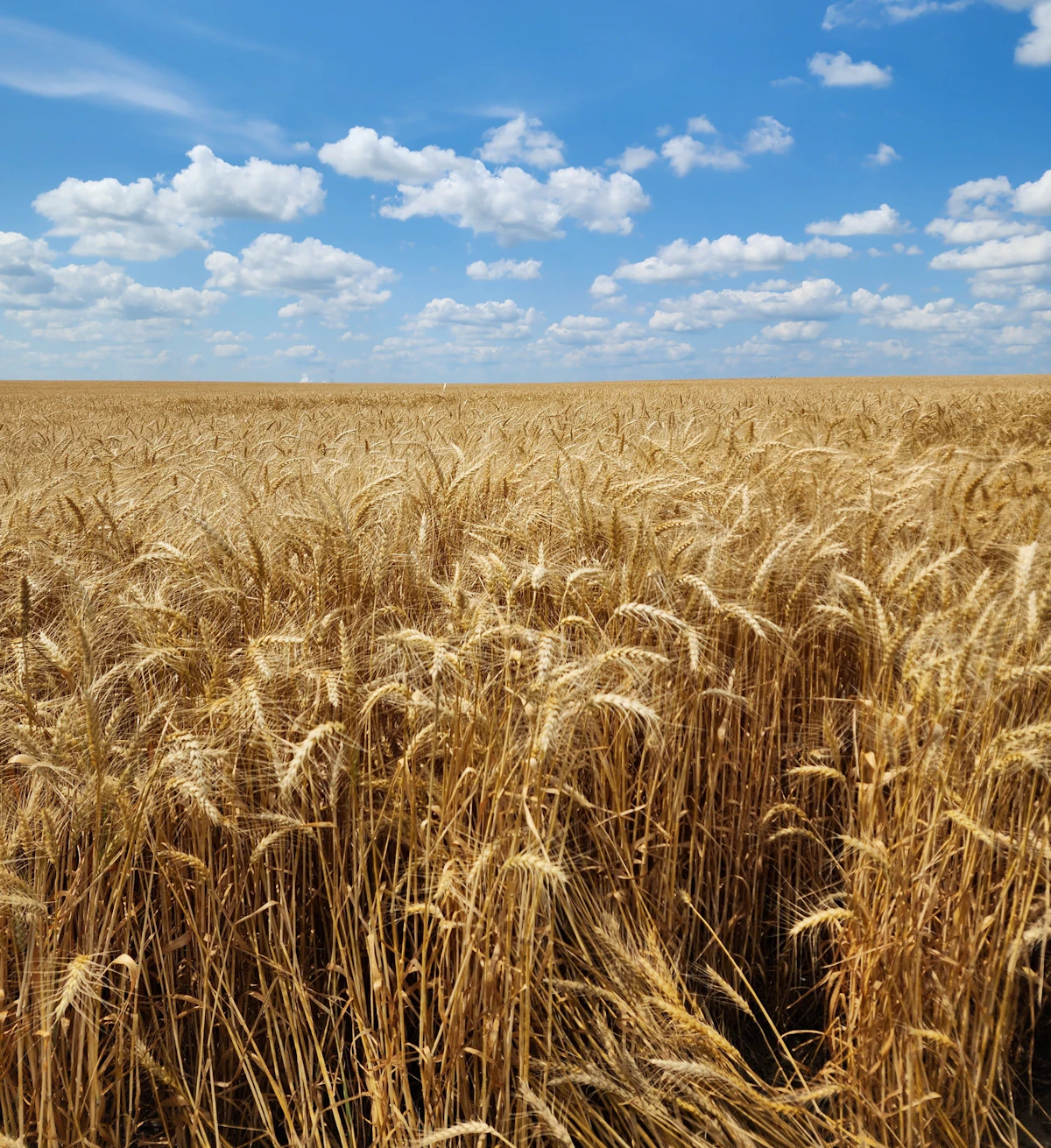 Field of wheat under a blue sky with clouds
