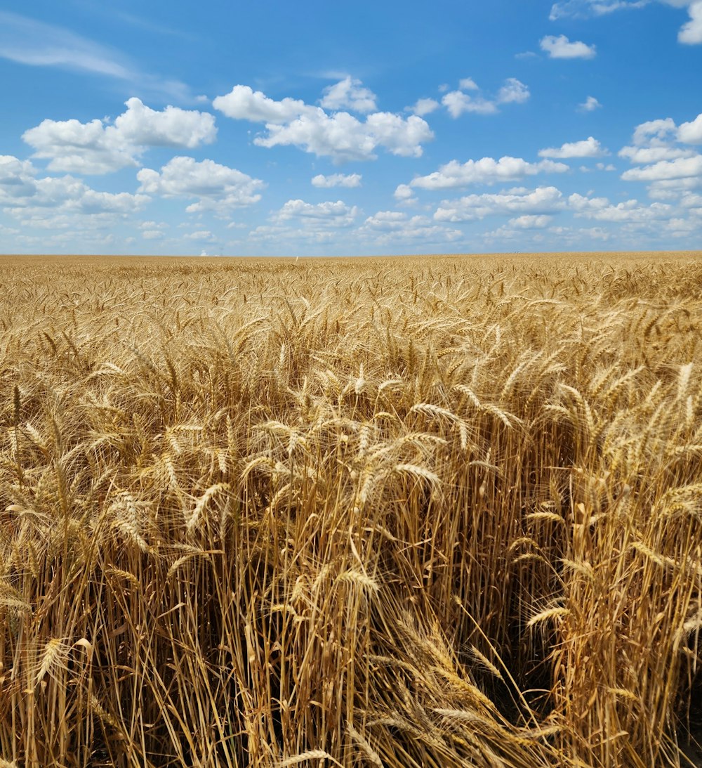 a field of wheat under a blue sky with clouds