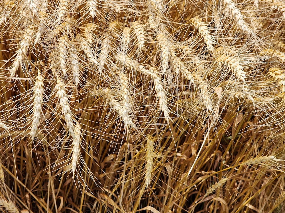 a close up of a field of wheat