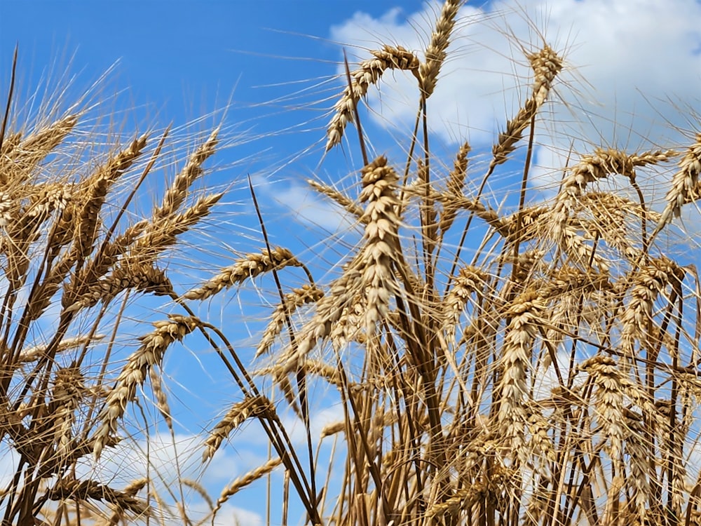 a close up of a bunch of wheat on a sunny day