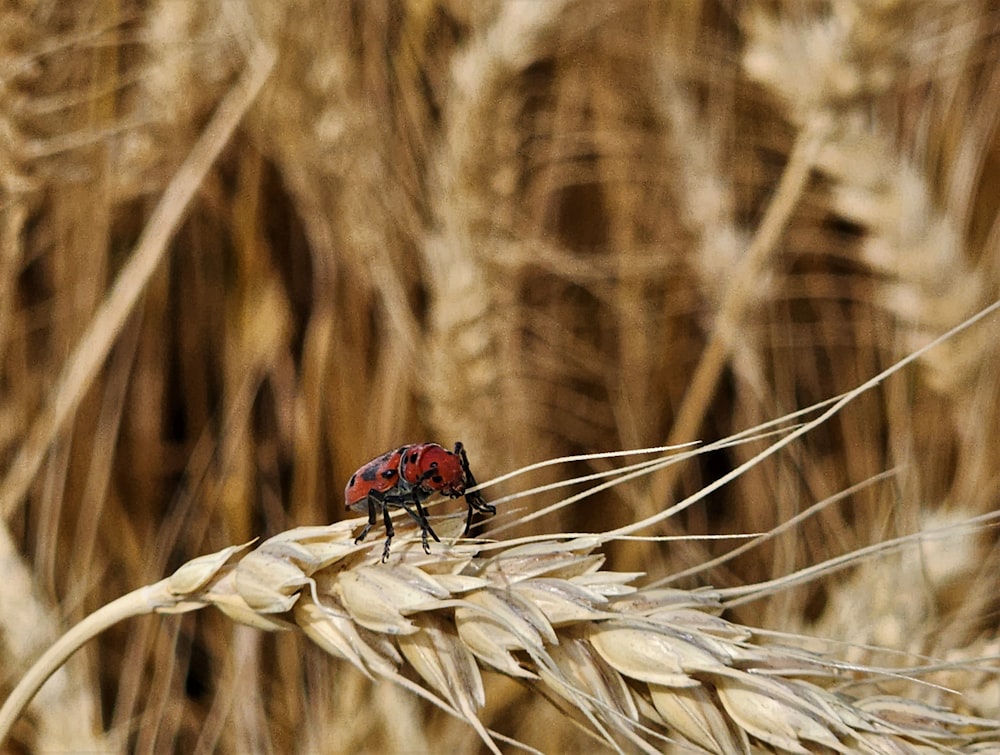 a couple of red bugs sitting on top of a plant