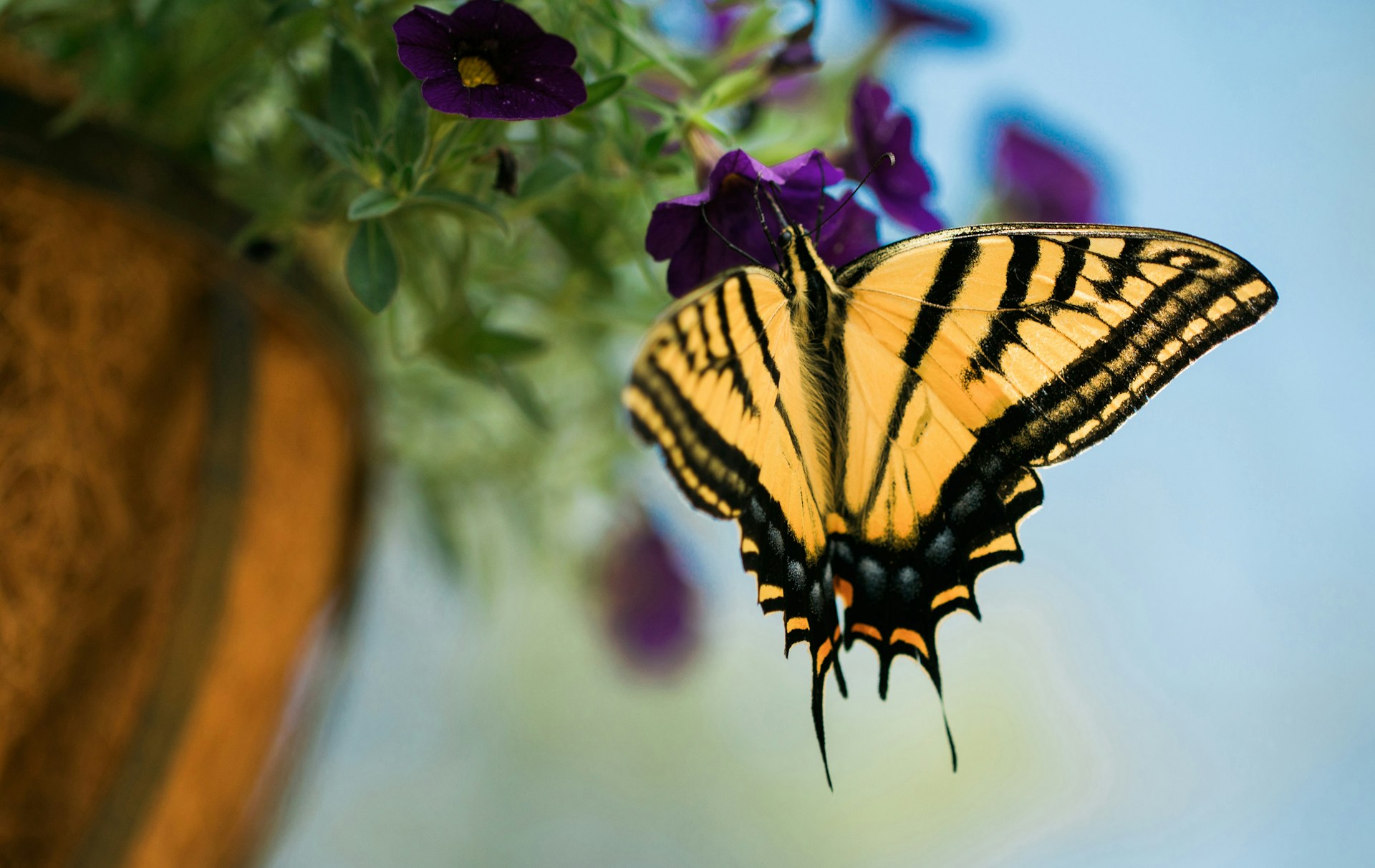 a yellow butterfly sitting on a purple flower