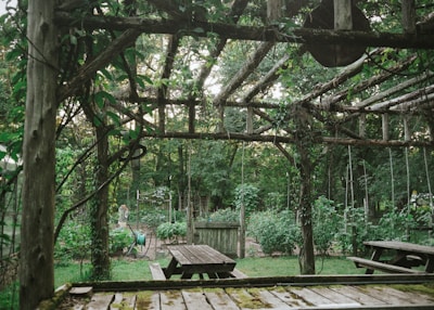 A rustic garden with wooden structures covered in climbing plants sits under a canopy of trees. Wooden picnic tables and benches are arranged around the space. In the background, various garden plants and a hose reel are visible, giving a sense of a lush, green environment.