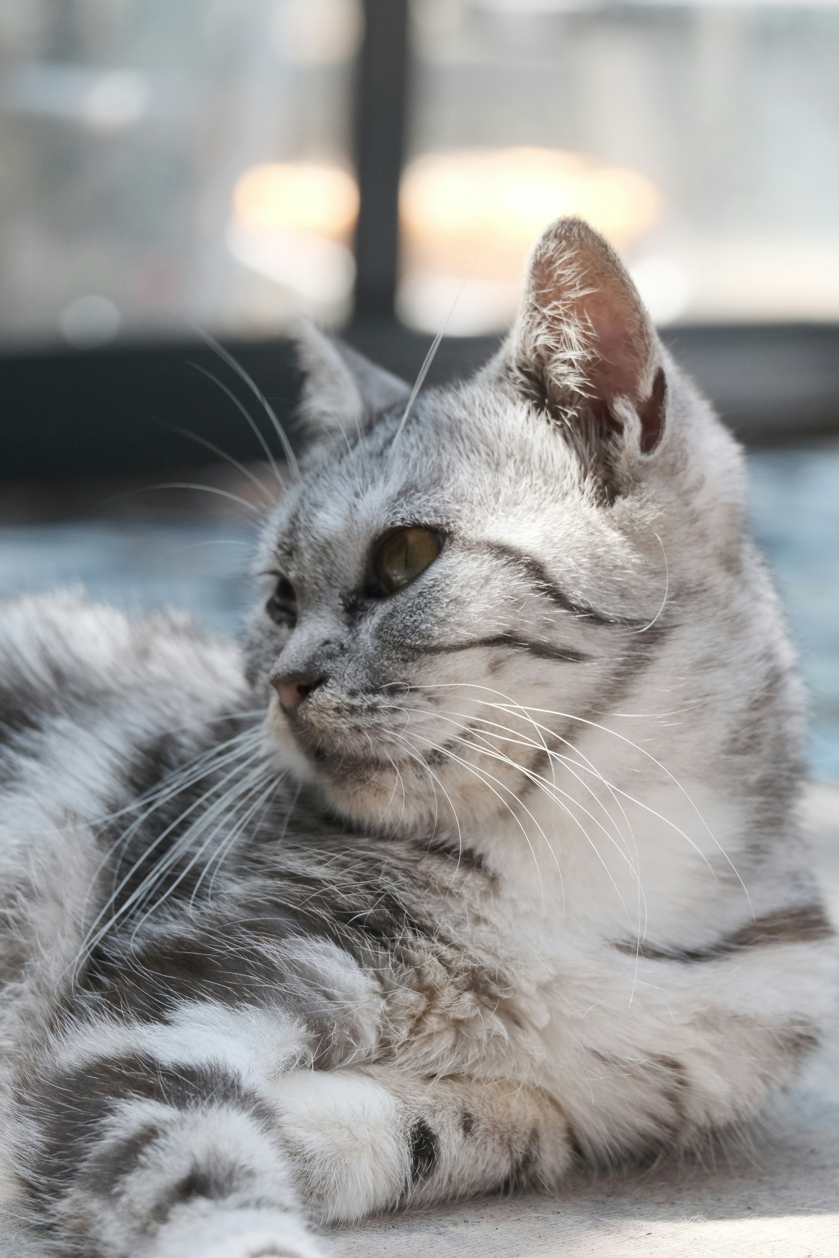 American Shorthair (image credits: unsplash)