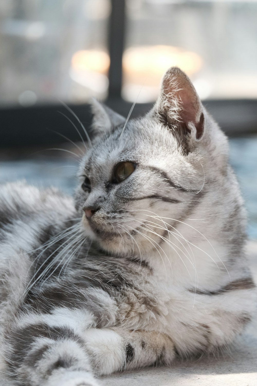 a gray and white cat laying on the ground