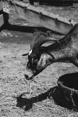 An image of goats being cared for in a farm setting.
