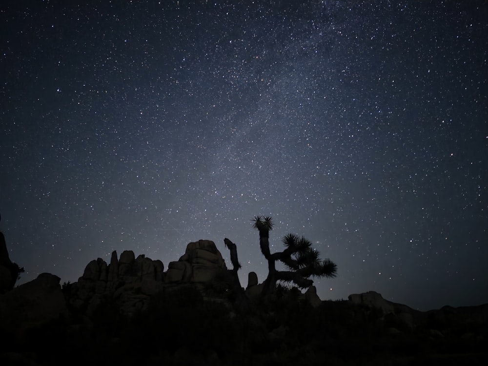 the night sky with stars above a joshua tree