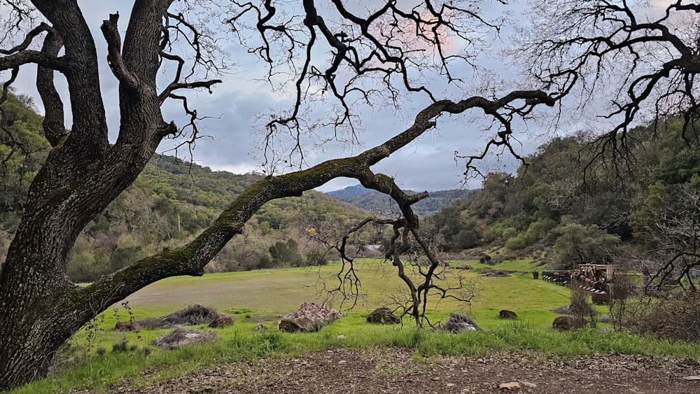 a grassy field with a tree and mountains in the background