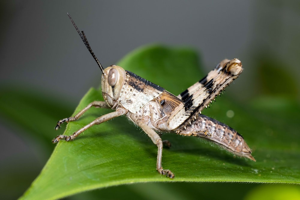 a close up of a grasshopper on a leaf