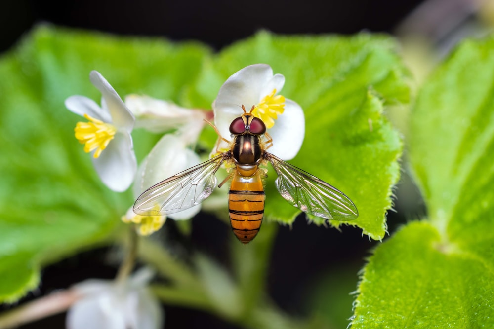 a close up of a bee on a flower